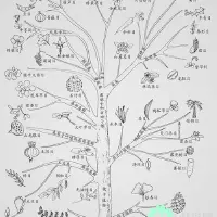 植物进化树：亿万年的植物族谱