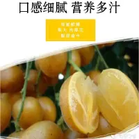 黄皮果的功效与作用 俗称饥食荔枝 饱食黄皮果