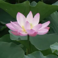 这6种花 是佛教圣花 养上几盆 一生平安