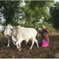 有人说印度阿三的农业发展比我国好 看一下真实的印度农业生产
