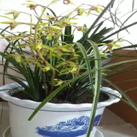 这3种水浇兰花 就是给盆栽灌毒 难怪你的兰花经常黄叶烂根