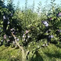 这种黑色水果8月正当季 被誉为五果之首 还可养肝美容