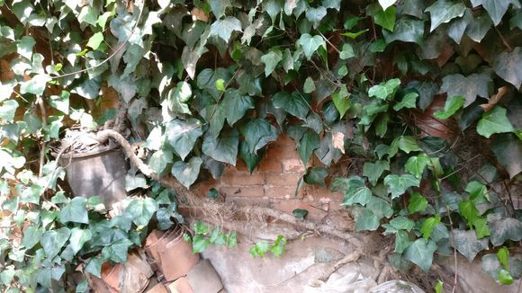 废弃院子里的植物 在砖缝里生根发芽 当盆景养竟有人想高价收购