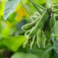 美国的大豆能够达到亩产千斤 为何我们种植的就不行？