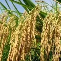 水稻直播省时省力 有哪些水稻品种适合直播？