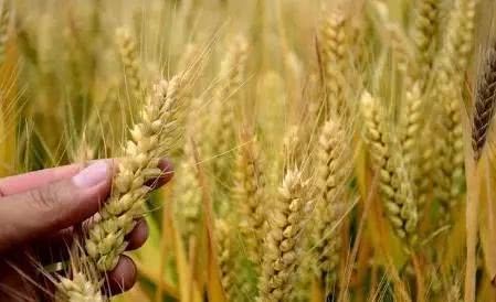 今年3-4季度小麦价格有望小幅度上涨 余粮可以择期出售