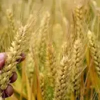 今年3-4季度小麦价格有望小幅度上涨 余粮可以择期出售