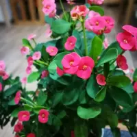 花期最长的植物 号称开花机器 绿叶红花 漂亮好养 是盆栽佳品
