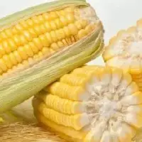 红轴玉米和白轴玉米哪一个更加耐高温？