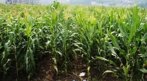 玉米大豆主产区遭受干旱 会影响今年的粮价吗？