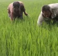 水稻孕穗期十分敏感 除草剂不要随意使用