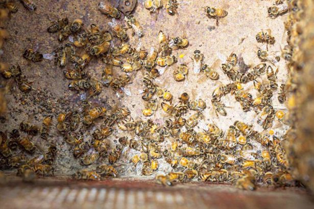 数百万蜜蜂惨遭禁药芬普尼毒害！埔里草屯中部地区传受害，防检局：鼓励全民举报