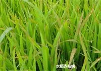 水稻病虫害防治：什么是水稻赤枯病？