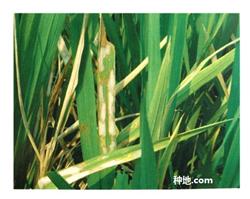 化学防治水稻病虫害怎么减少药害？