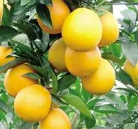 富川脐橙如何施肥？