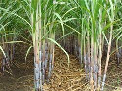 甘蔗种植如何有效施肥