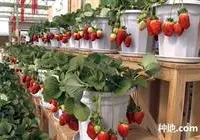 草莓如何进行盆栽？