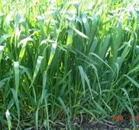 春后小麦病虫害防治有技巧