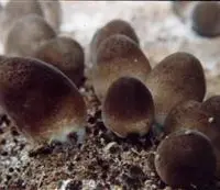 草菇生长异常的防治措施
