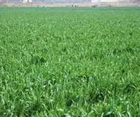 春季对小麦应及时补充钾素肥料