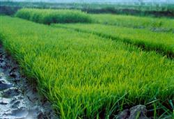 水稻育秧常见问题及其对策技术