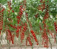 樱桃番茄种植有潜力