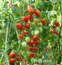 温室种植樱桃番茄怎么增产？
