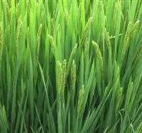 水稻各生育阶段需肥规律是什么