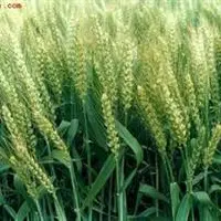 冬春小麦要高产打好基础是关键