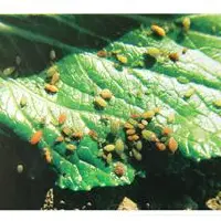 油菜蚜虫防治技术