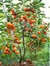 甜柿优质丰产栽培技术