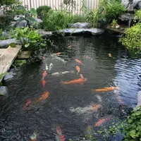 10个花园锦鲤鱼池设计 优美闲适的环境 让人忍不住驻足欣赏
