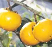 甜柿新品种“黄金方柿”