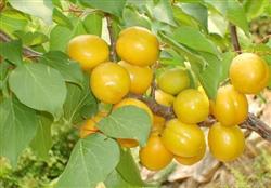 绿色果品特早熟杏的生产技术