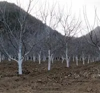 核桃树分散栽植的好处