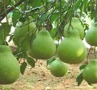 柚子树如何合理栽种