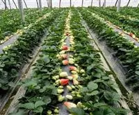 温室草莓栽培连作的危害与防治技术