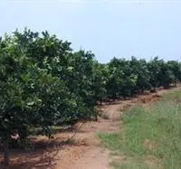 柑橘园灌水的六种方法