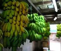 香蕉的催熟技术