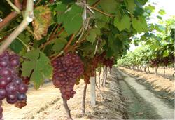 葡萄新品种高产栽培技术