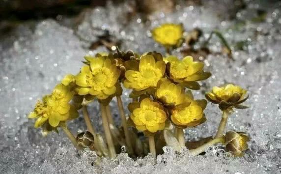 天冷了 这5种冻不死的花 能开在冰雪中 最后一种还能结果