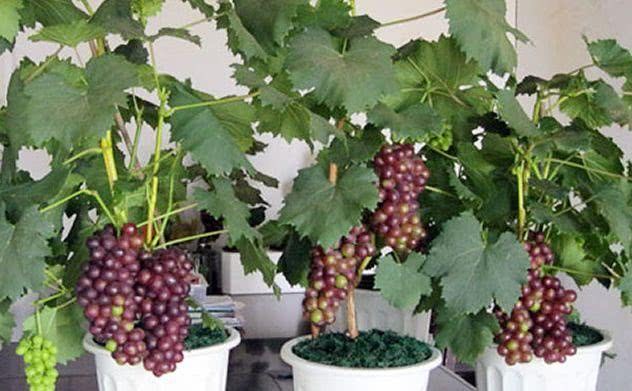 把葡萄当成盆栽来养 学会3个小方法 能长果实又漂亮