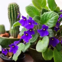 这9种植物都有紫色的花朵 大部分都是可以养在室内的
