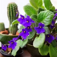 这9种植物都有紫色的花朵 大部分都是可以养在家里的