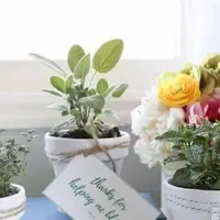 盆栽植物作为礼品的创意 你更喜欢用哪些花卉作为礼物？