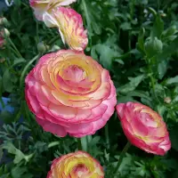 最漂亮的盆栽草花 美不输牡丹玫瑰 花期几个月 秋季养花选它