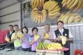 台湾的“蕉”傲云林香蕉成功外销日本