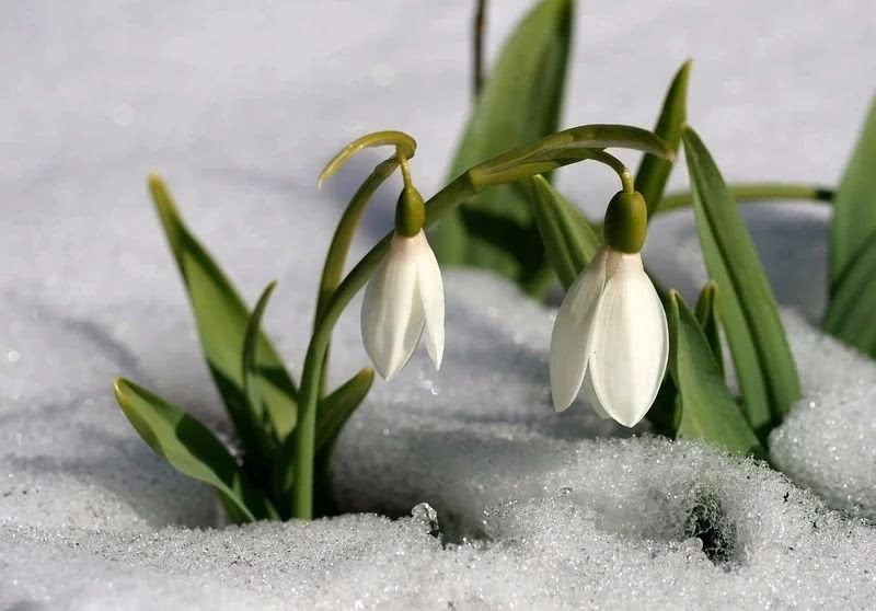 下面6种养花技巧可以让植物在冬季免受霜冻的侵害