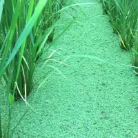 水稻田放养“满江红”防杂草又天然高氮肥，为何台湾稻田推不动？
