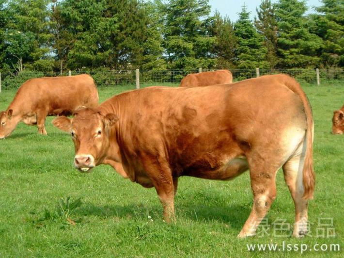 肉牛50天净增重400斤肉牛短期的育肥方法